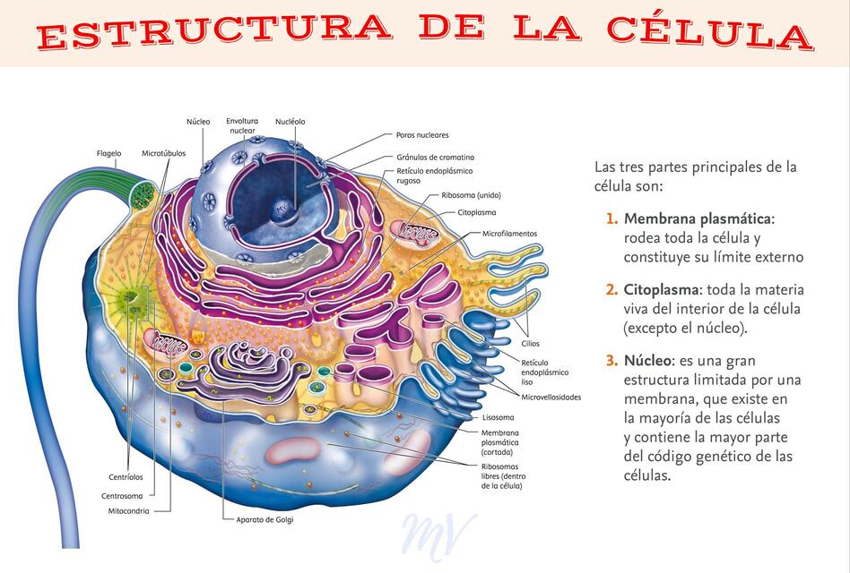 Estructura de la Célula