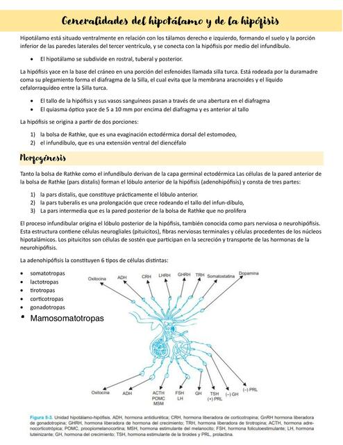 Generalidades del hipotálamo y de la hipófisis 