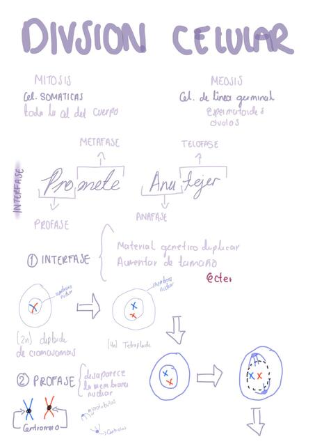 División Celular 
