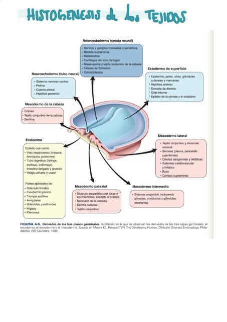 Histogénesis de los tejidos 