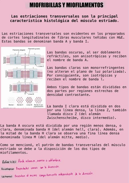 Miofibrillas y miofilamentos  