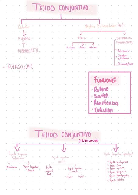 Tejido Conectivo 