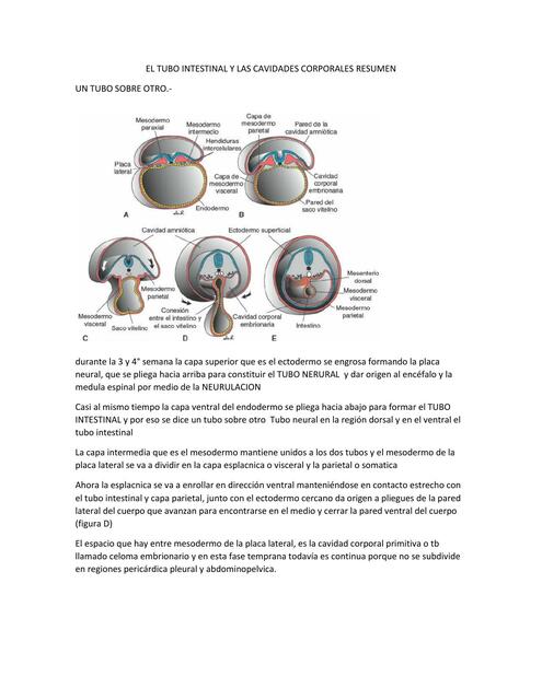 Resumen cavidades corporales y tubo intestinal