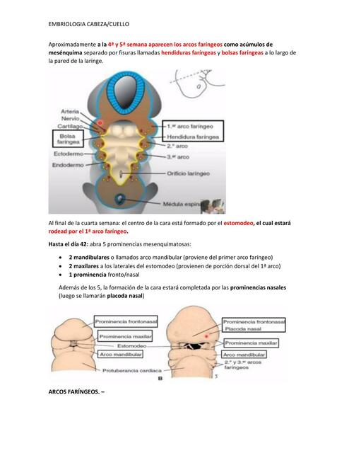 Resumen cabeza cuello