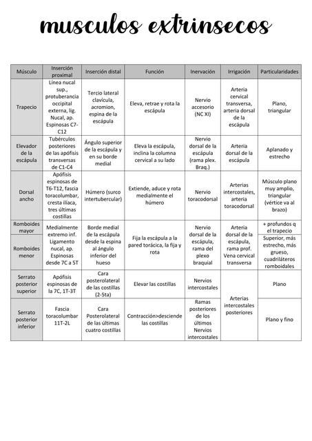 Músculos extrínsecos del Dorso