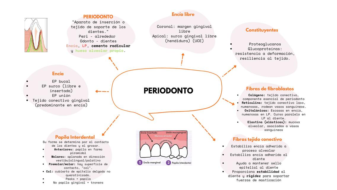 Biología del Periodonto