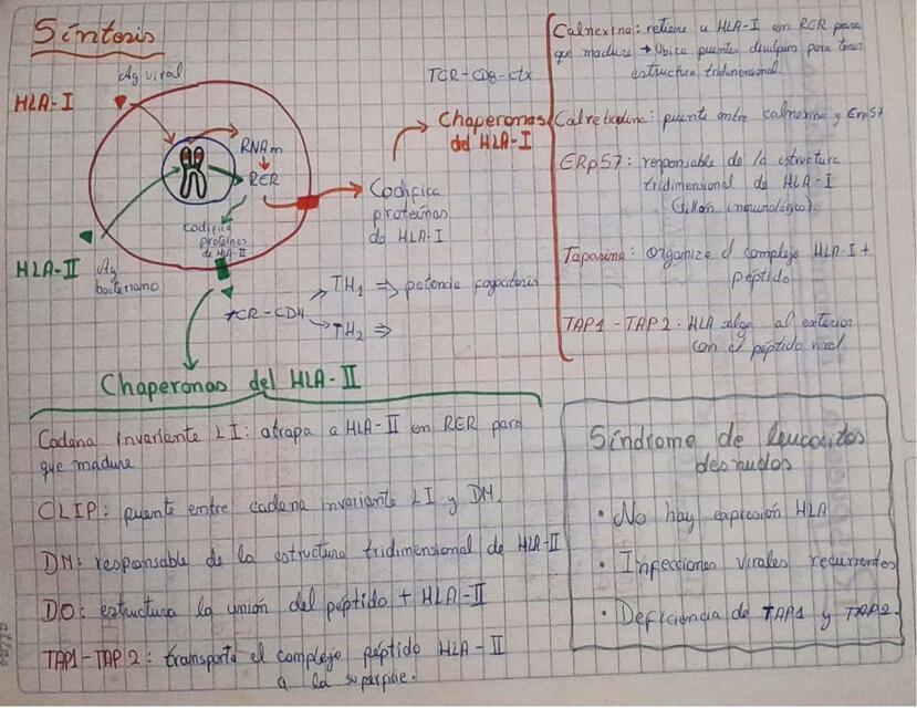 Síntesis de antígenos leucocitarios humanos I y I Modo Estudiante