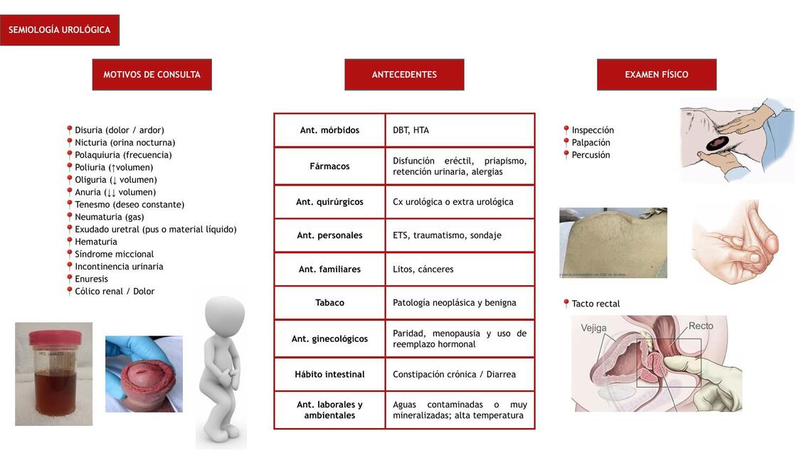 Semiologia urológica e ITU 