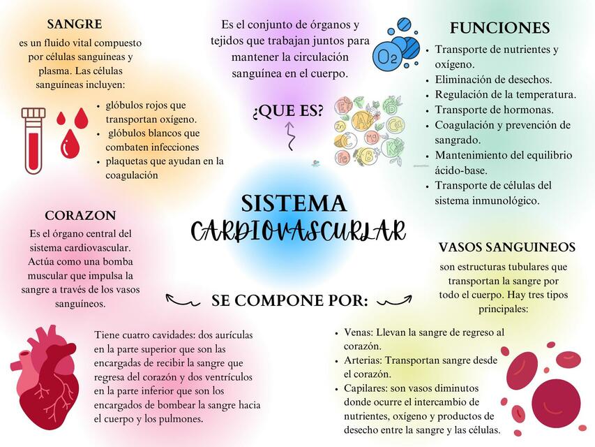 Sistema cardiovascular