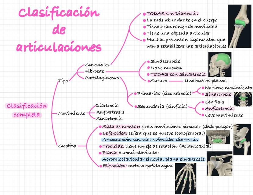 Clasificación de Articulaciones