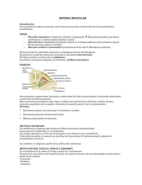 Sistema Muscular 