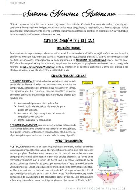 Sistema Nervioso Autónomo 