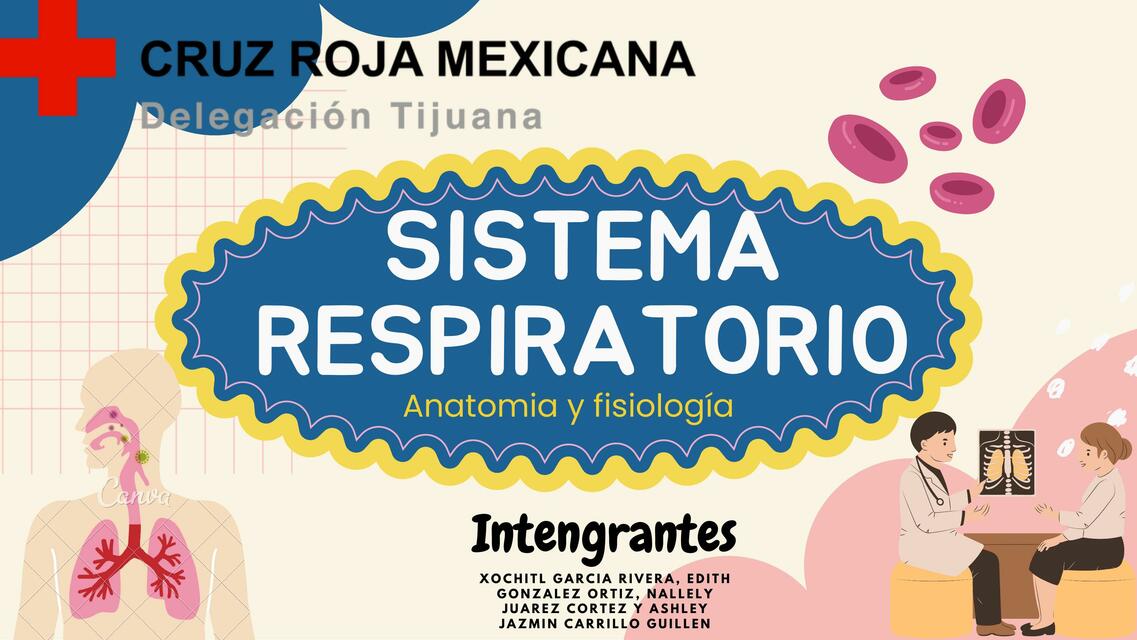 Sistema respiratorio