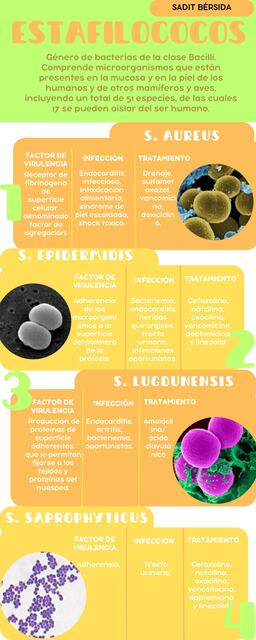Estafilococos más comunes
