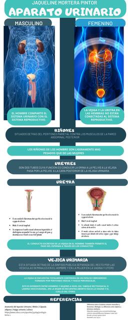 Aparato Urinario 
