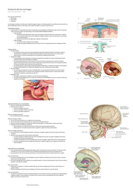 Anatomía de las meninges