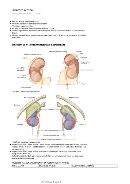 Anatomía renal