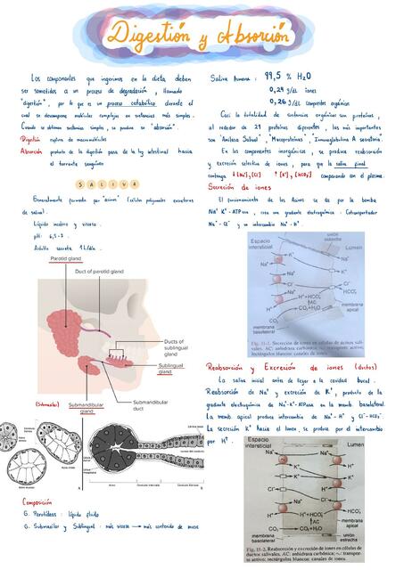 Digestión y absorción I