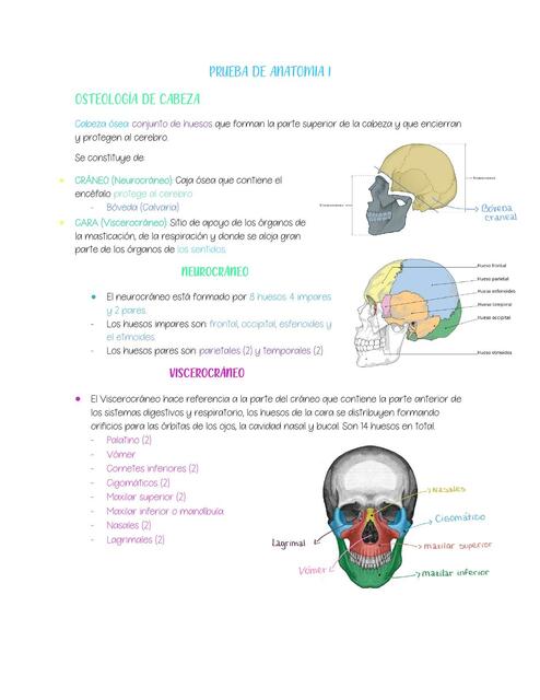 Osteología