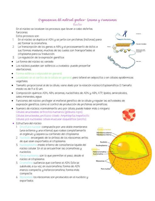 Organización del Material Genético