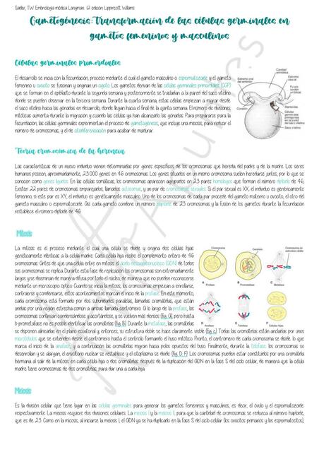 Gametogénesis: transformación de las células germinales en gametos femeninos y masculinos 