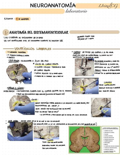 Neuroanatomía 