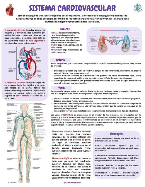 Sistema cardiovascular