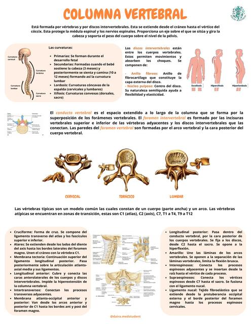 Columna vertebral