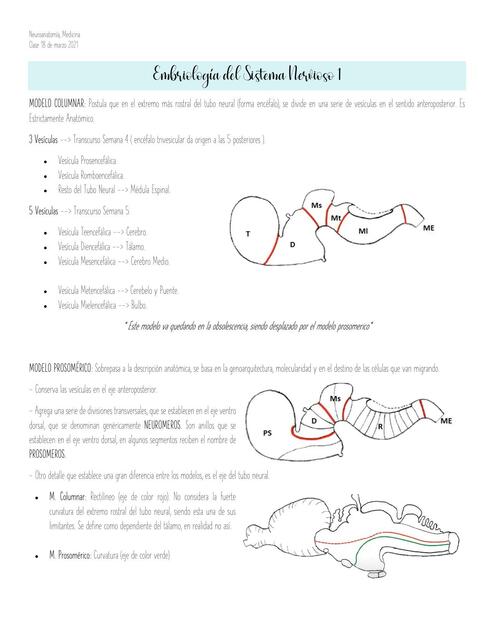 Embriología del Sistema Nervioso 