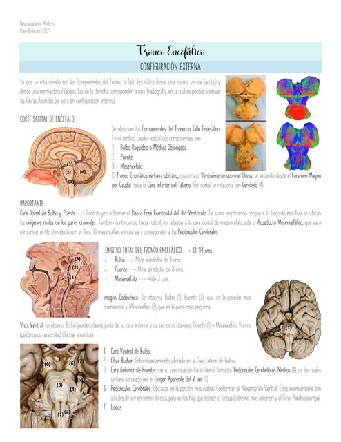 Tronco Encefálico Configuración Externa