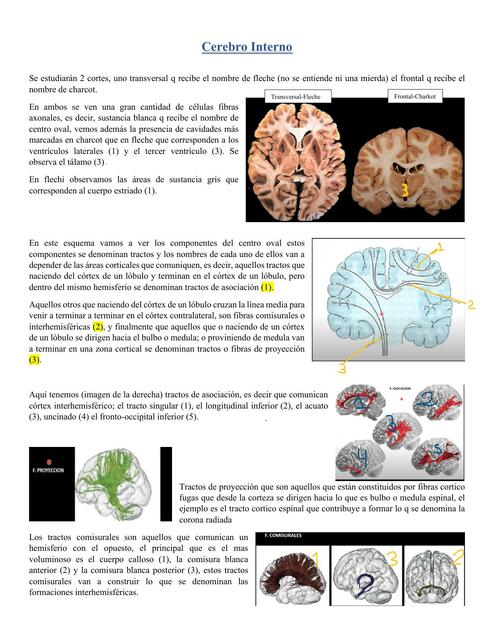 Cerebro Interno