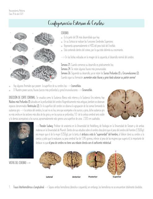 Cerebro Externo 