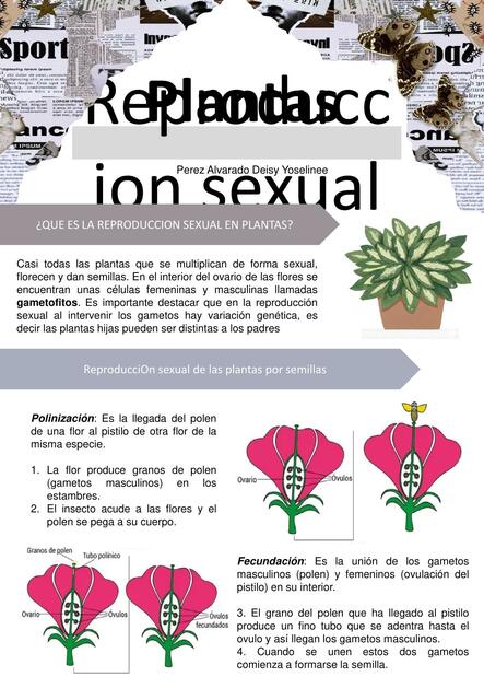 Reproducción sexual de las plantas