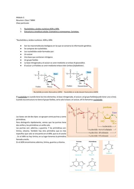 Nucleótidos y Ácidos nucleicos: ADN y ARN 