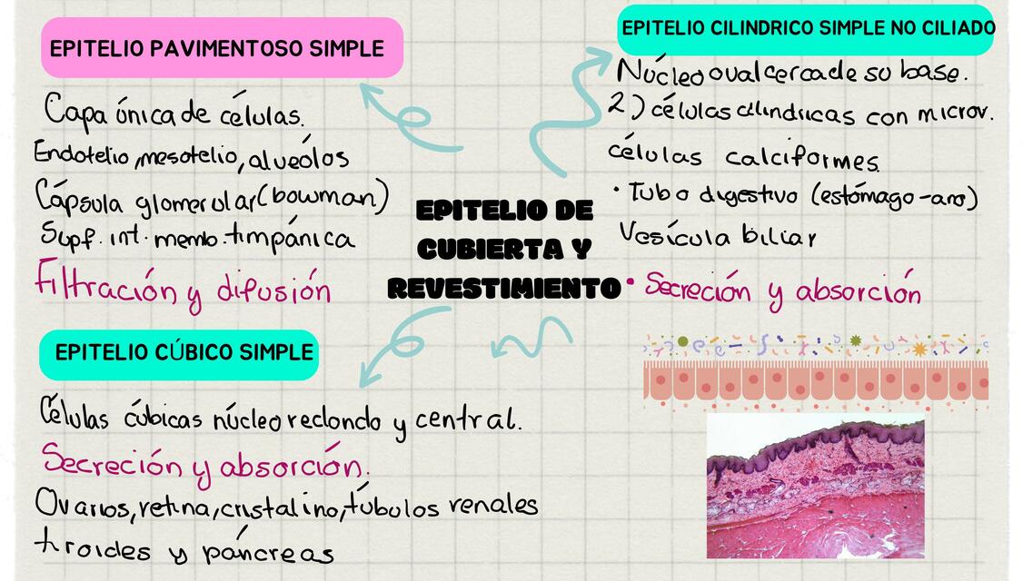 Epitelio por Cubierta y Revestimiento 