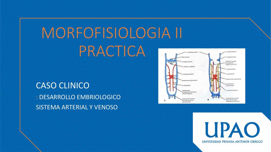 Morfofisiología II Práctica 