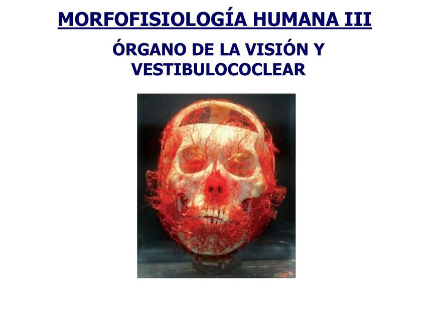 Morfofisiología Humana III 