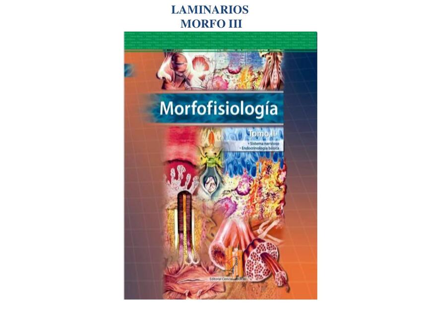 Laminarios morfo III  