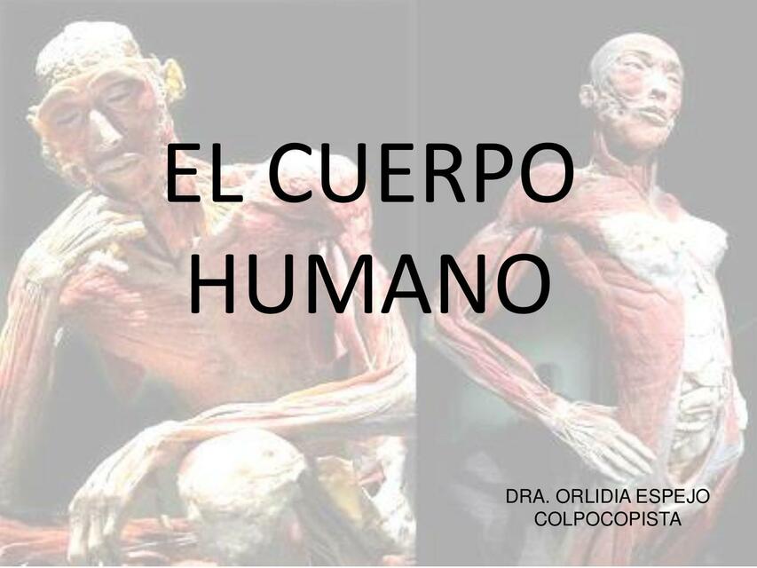 El cuerpo humano