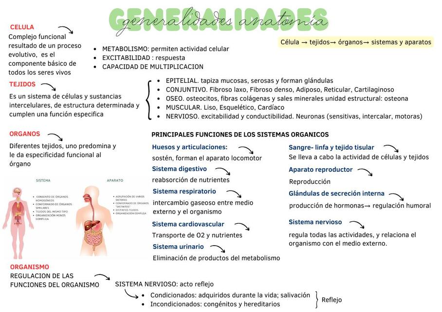 Generalidades Anatomía Humana 