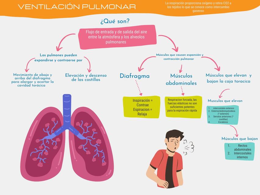 Ventilación pulmonar 