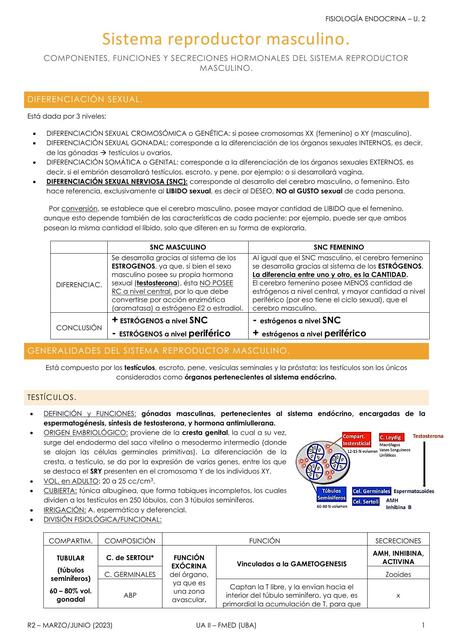 Sistema reproductor masculino y PRL