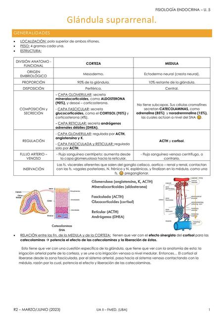 Glándula suprarrenal Cortisol aldosteorna