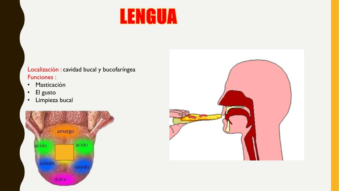 Lengua 