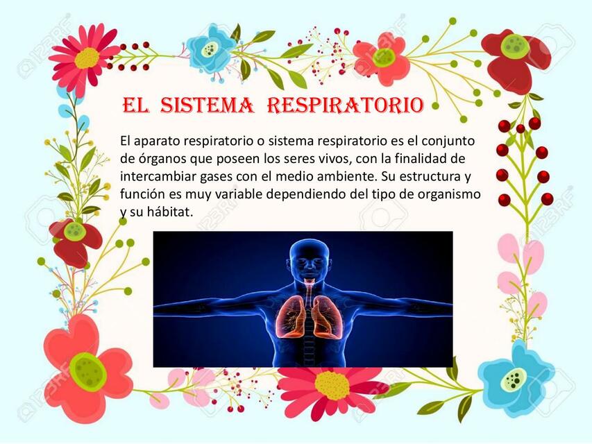 El Sistema Respiratorio 