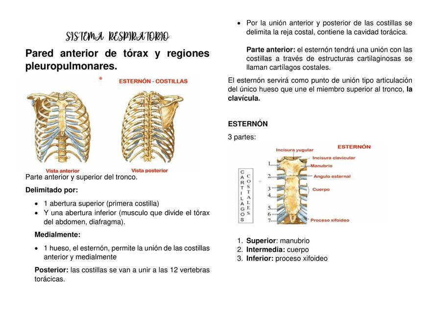 Sistema Respiratorio 