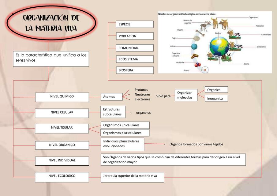 Organización de la materia viva 