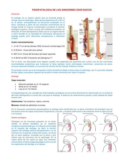 Fisiopatologia de los síndromes esofágicos 