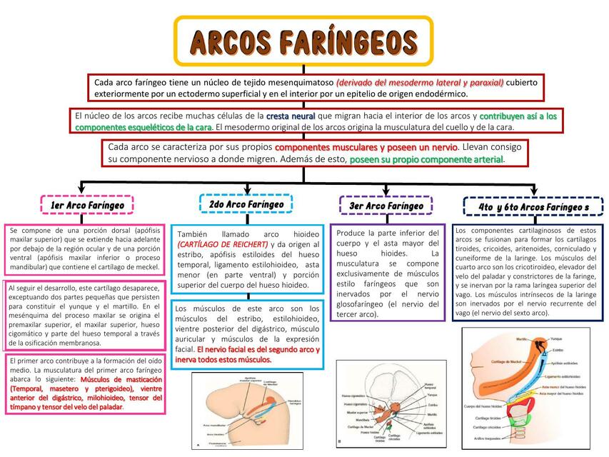 Arcos Faríngeos 