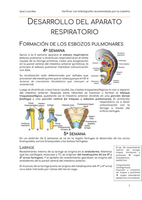 Desarrollo del Aparato Respiratorio 